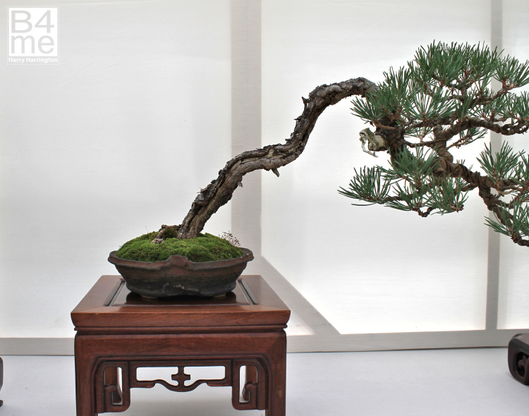 Pinus sylvestris Scots Pine bonsai
